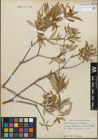 Foto von Salix geyeriana Andersson